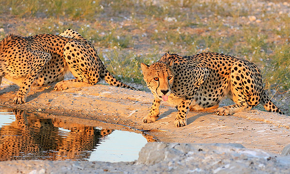 Central Kalahari