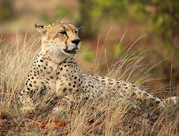Cheetah taking a rest at Mashatu game reserve