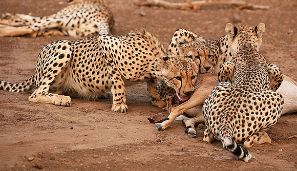 Mashatu game reserve : learning to kill