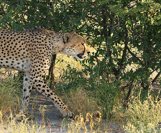 Central Kalahari