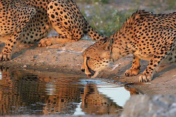 Central Kalahari