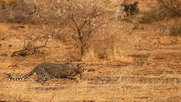 Mashatu game reserve