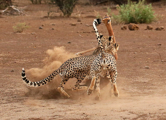 Mashatu game reserve : learning to kill