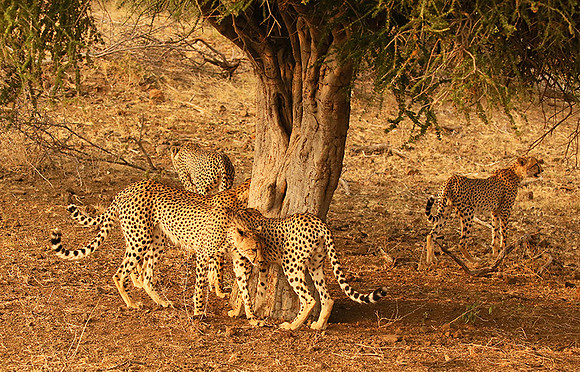 Marking the territory at Mashatu game reserve