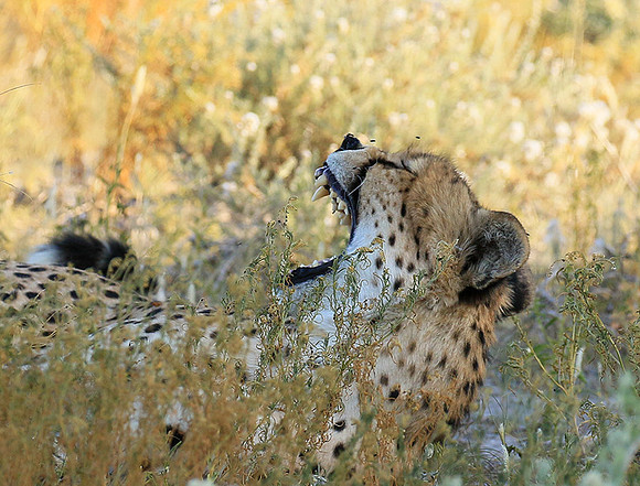 Central Kalahari