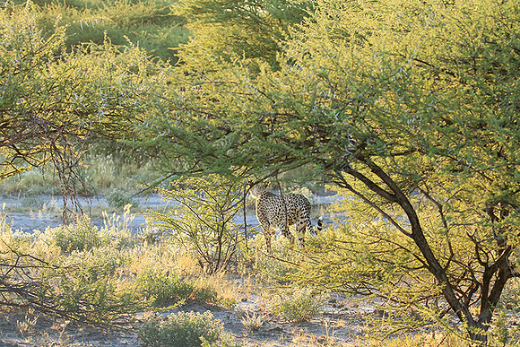 Central Kalahari