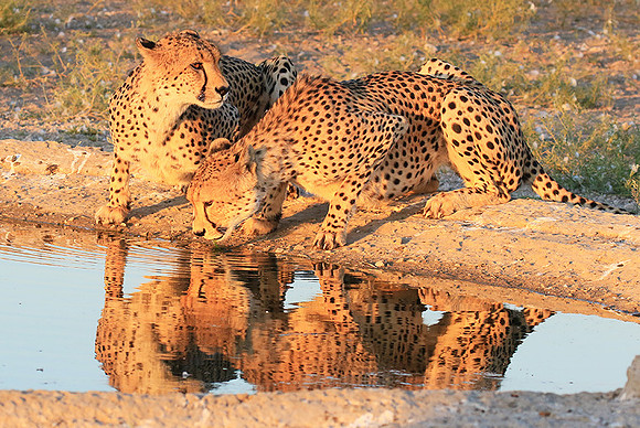 Central Kalahari