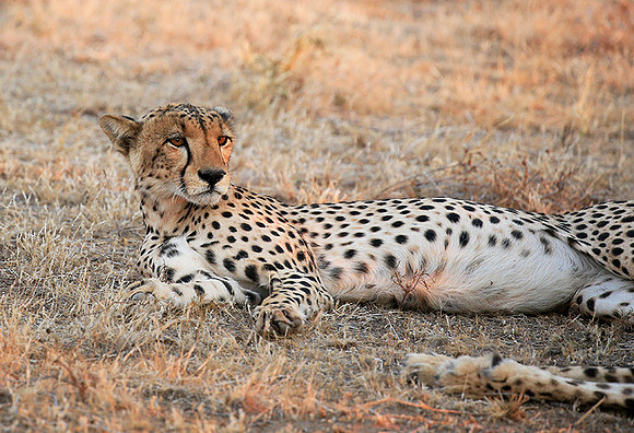 Mashatu game reserve