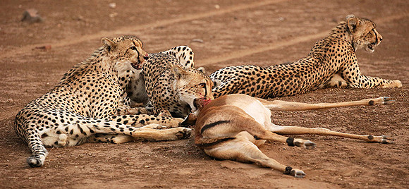 Mashatu game reserve : learning to kill