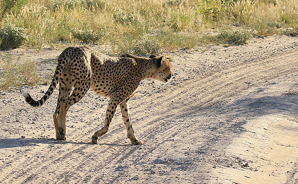 Central Kalahari