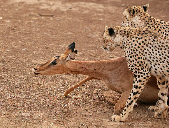 Mashatu game reserve : learning to kill