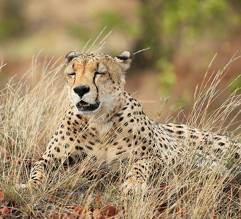 Cheetah taking a rest at Mashatu game reserve