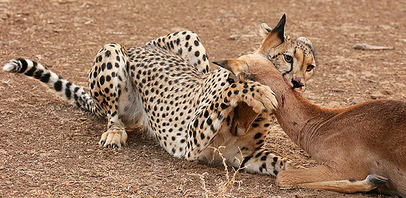Mashatu game reserve : learning to kill