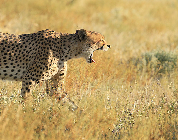 Central Kalahari
