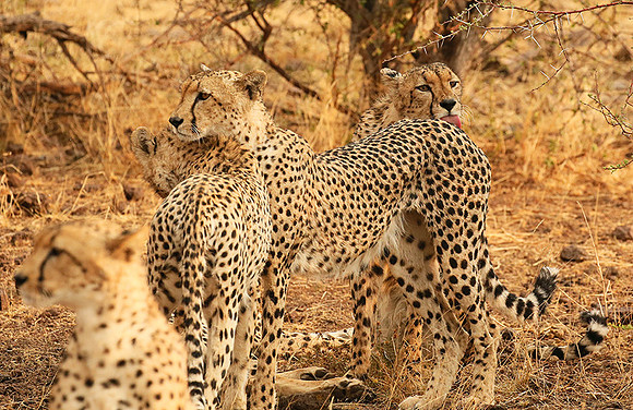 Cheetahs licking the raindrops from each other - Mashatu game reserve