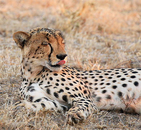 Mashatu game reserve