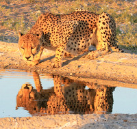 Central Kalahari