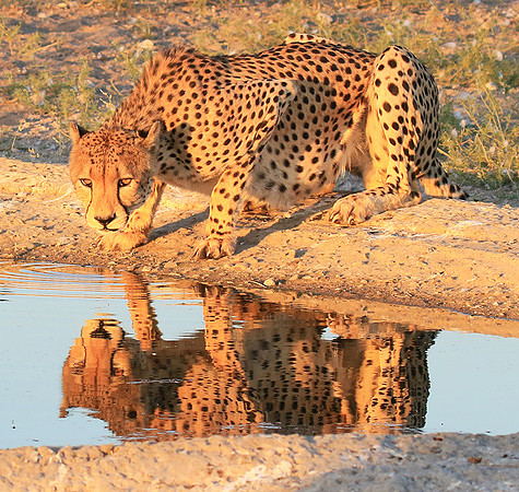Central Kalahari