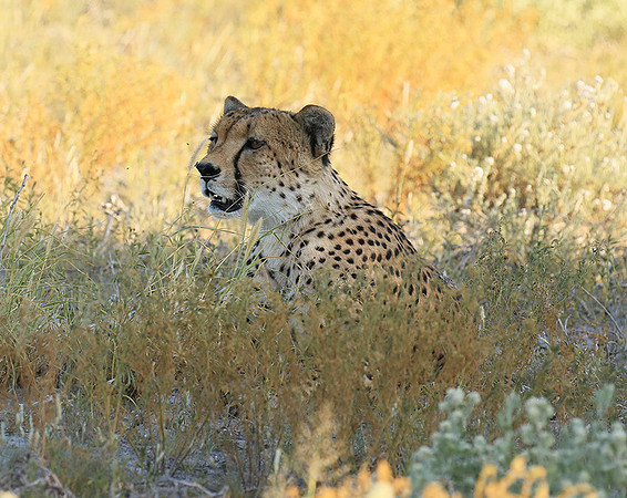 Central Kalahari
