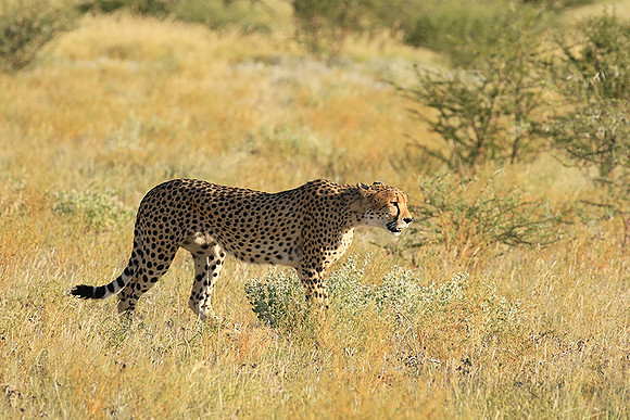 Central Kalahari