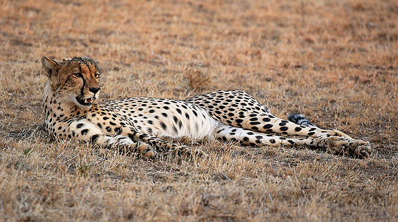 Mashatu game reserve