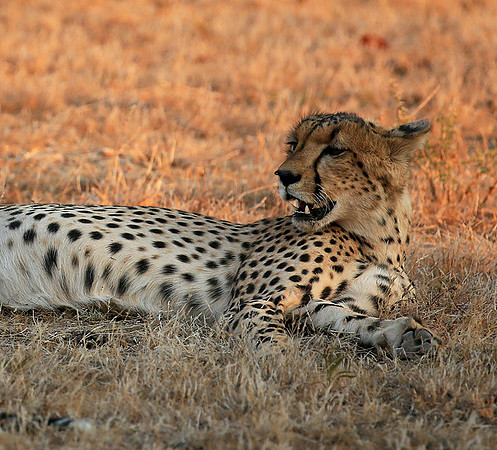 Mashatu game reserve