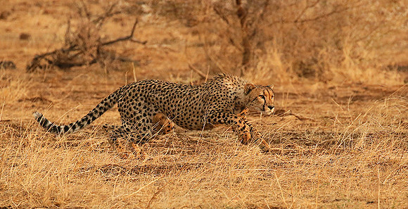 Mashatu game reserve