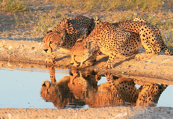 Central Kalahari