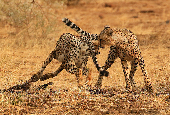 Playing time at Mashatu game reserve