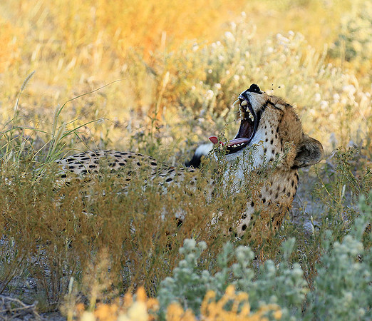 Central Kalahari