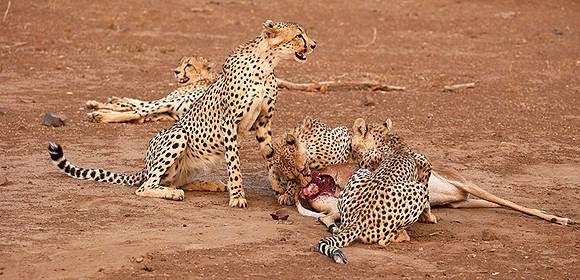 Mashatu game reserve : learning to kill
