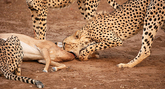 Mashatu game reserve : learning to kill