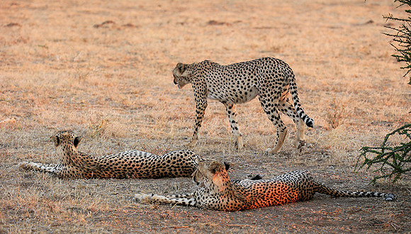 Mashatu game reserve