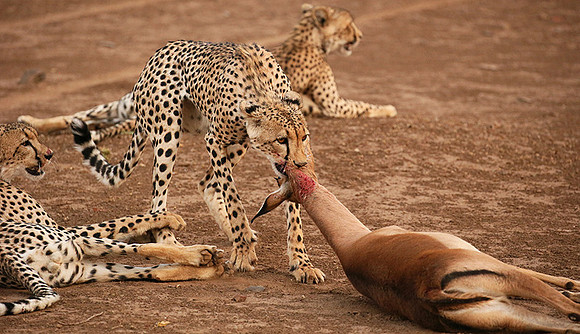Mashatu game reserve : learning to kill