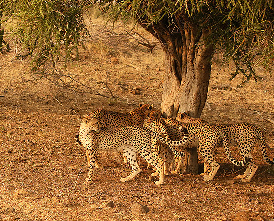 Marking the territory at Mashatu game reserve