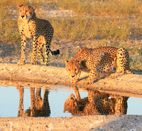 Central Kalahari