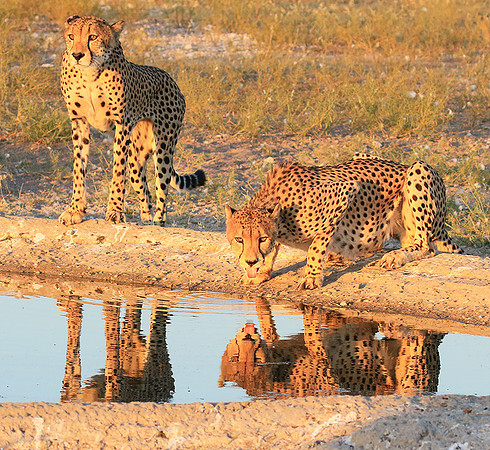 Central Kalahari