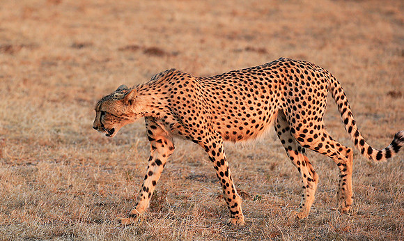 At Mashatu game reserve