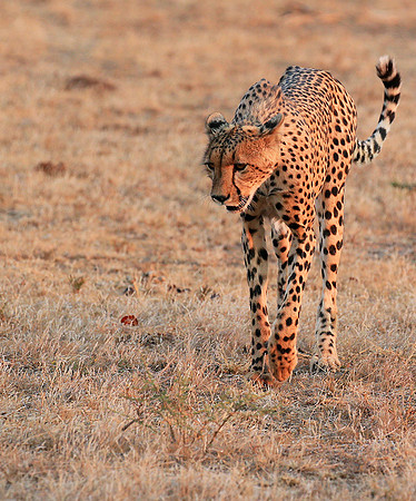 At Mashatu game reserve