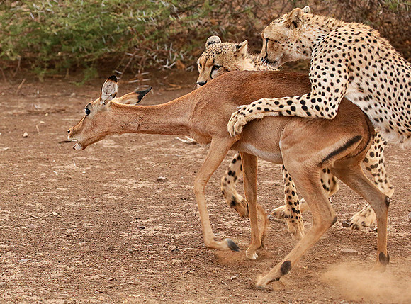 Mashatu game reserve : learning to kill