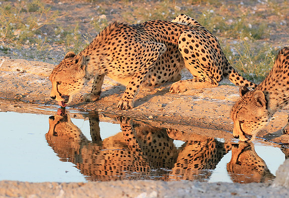 Central Kalahari