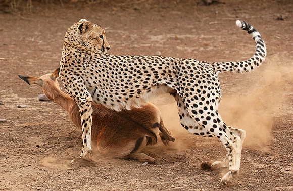 Mashatu game reserve : learning to kill