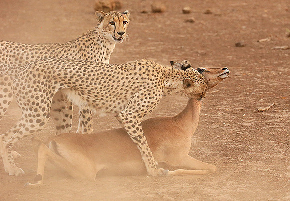 Mashatu game reserve : learning to kill
