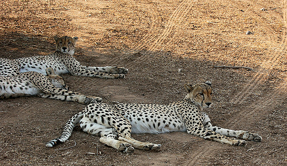Mashatu game reserve