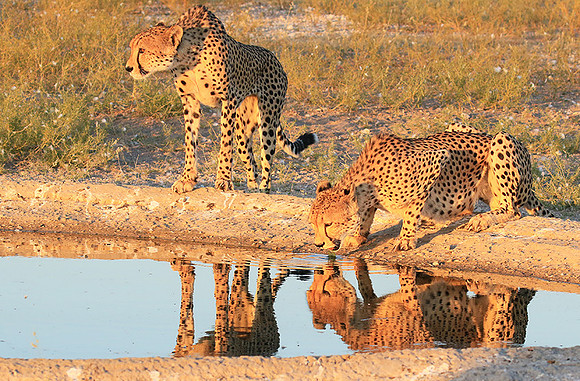 Central Kalahari