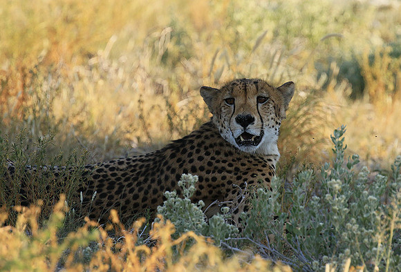 Central Kalahari