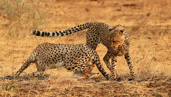 Playing time at Mashatu game reserve