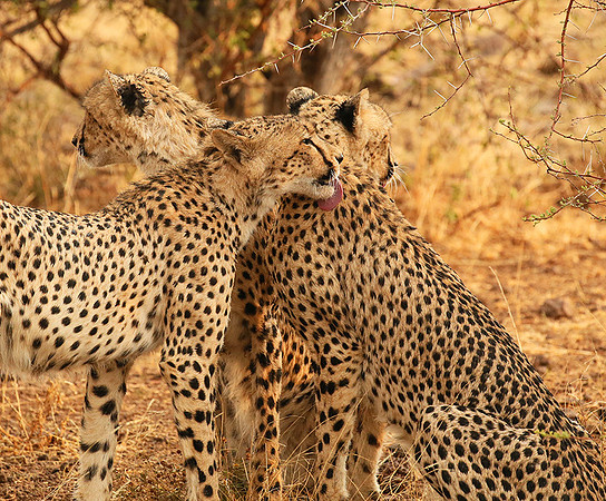 Cheetahs licking the raindrops from each other - Mashatu game reserve
