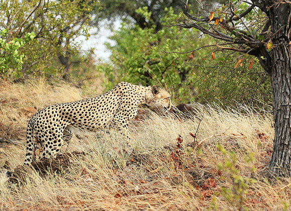 Mashatu game reserve