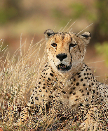 Cheetah taking a rest at Mashatu game reserve